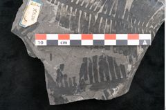 Foto (Detailansicht) von Pterophyllum longifolium Br. (NHMW-GEO-2024-0188-10630)
